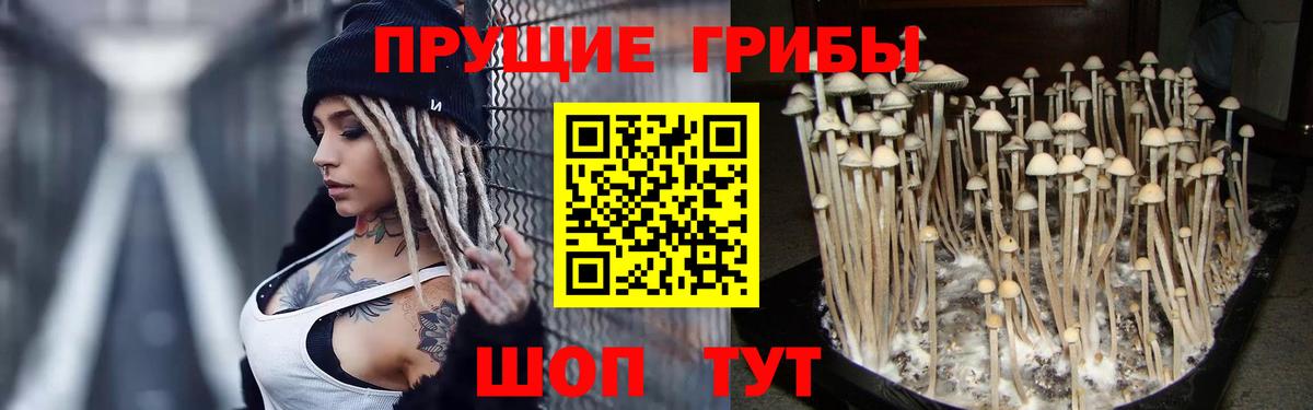 магазин    Псилоцибиновые грибы Psilocybine cubensis  Вход с VPN  Таганрог  Псилоцибиновые грибы Cubensis 